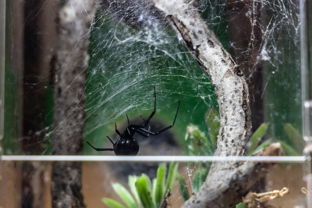 A black widow spider visible through the glass of a habitat cage.
