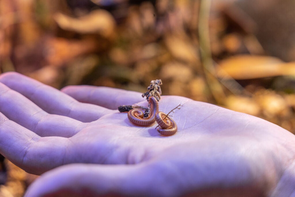 Two millipedes in the palm of Nick Clark's hand