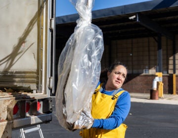 Cristina Tessaro, PHS associate director of activation, receives trees from a truck slated for fall planting in the Philadelphia region