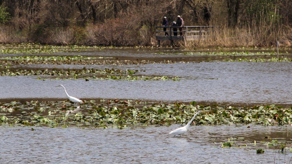 Great egrets stalk through the water lilies