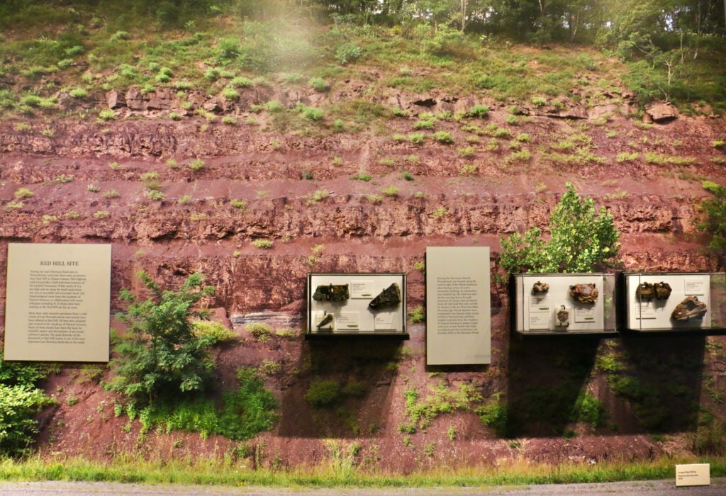 An exhibit shows where fossils were found in a road cut