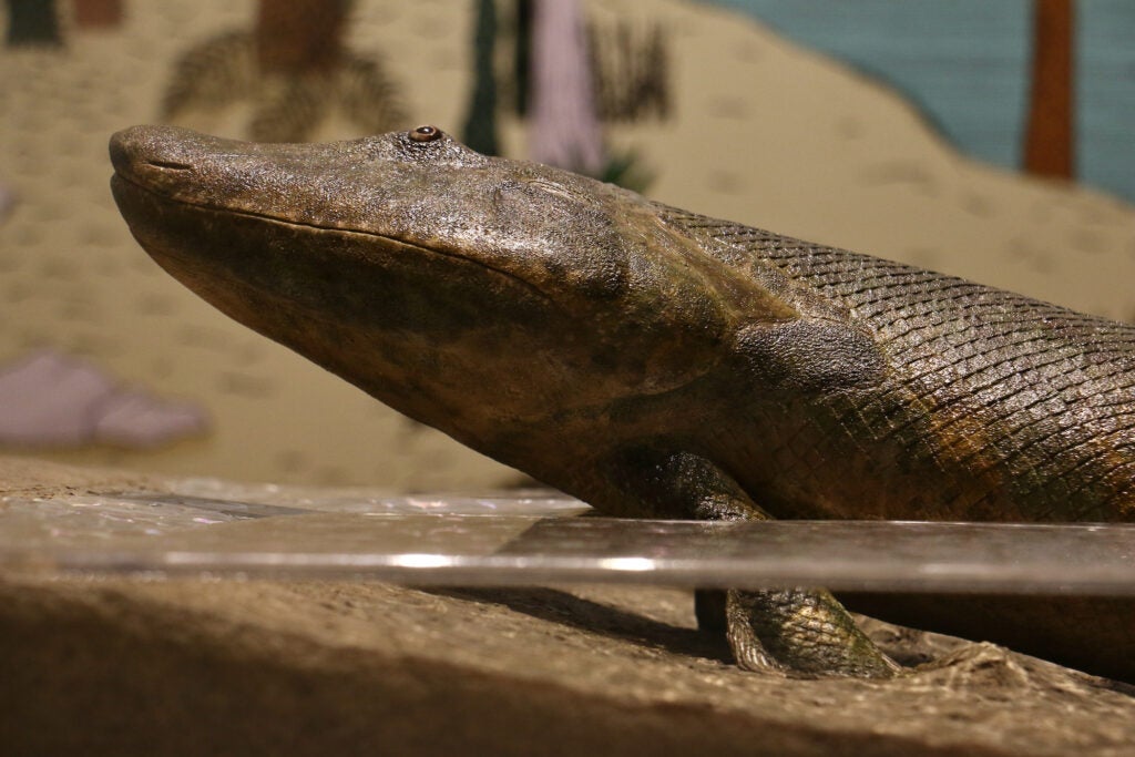 A life-size model of the Tiktaalik. a fish-like creature in the Devonian period