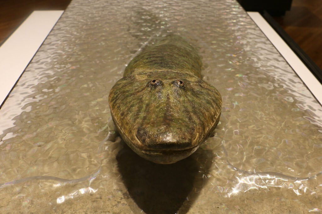 A life-size model of Tiktaalik roseae, a fish-like creature from the Devonian period