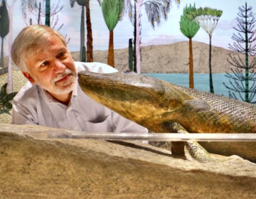 Ted Daeschler looking at Tiktaalik