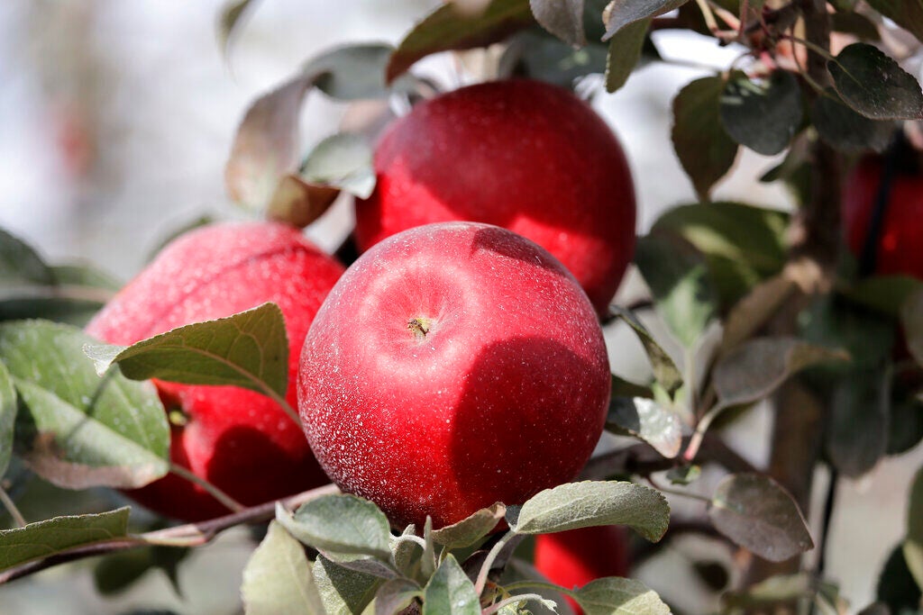 A close-up of apples on the branch