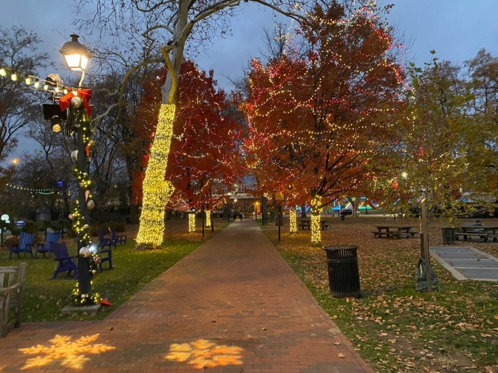 Trees in Franklin Square that are wrapped in string lights