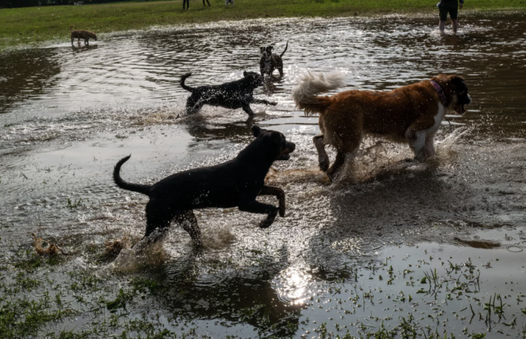 Dogs play in a lake