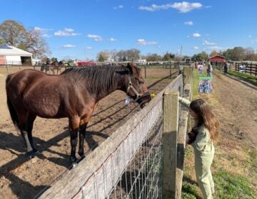 A child feeds a horse