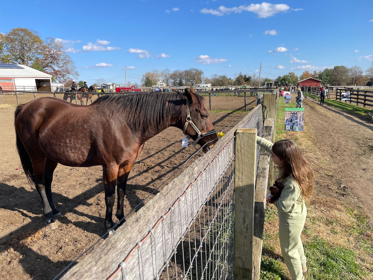 An N.J. group finds homes for abused and neglected standardbred racehorses