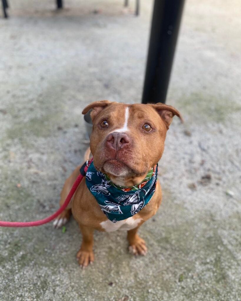 A dog wearing an Eagles bandana looks up