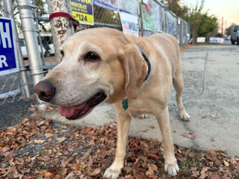 A dog is seen outside a polling station