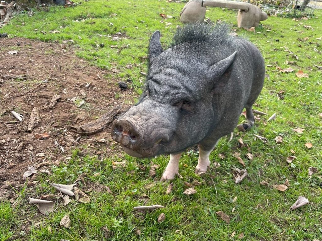 A pet pig stands in the grass