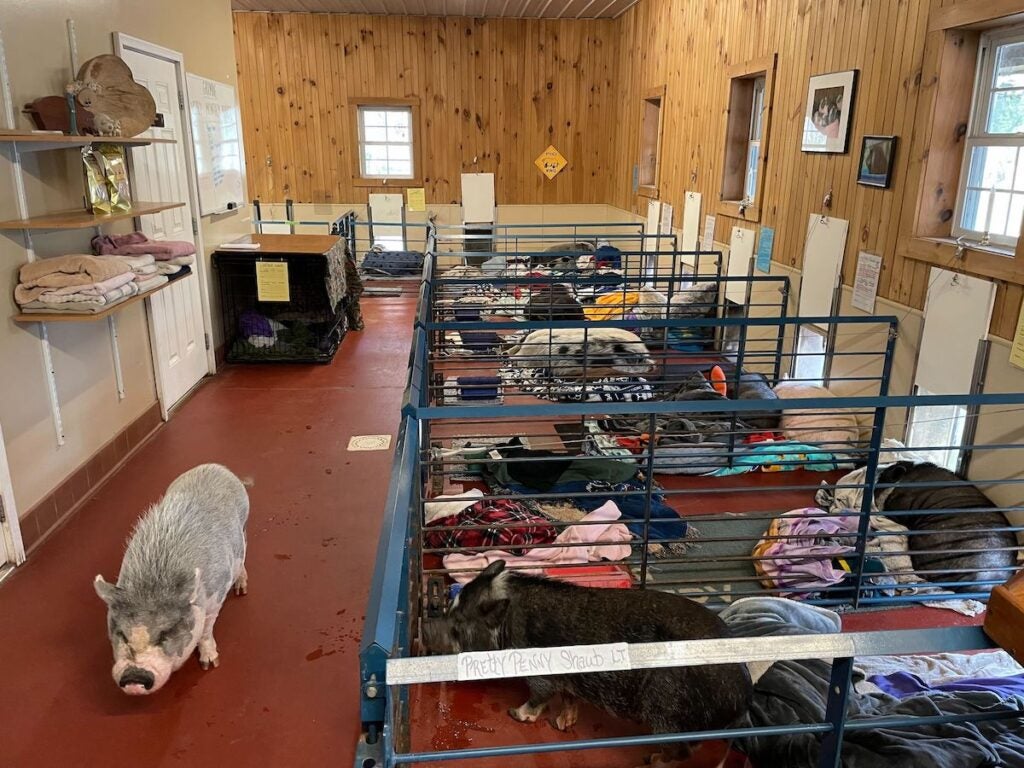 Pigs settle down for naps on blankets in different crated areas.