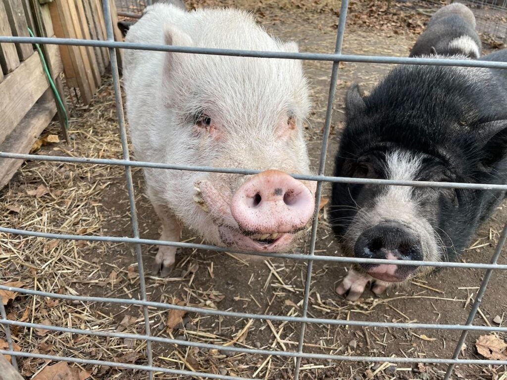 Two pigs in a pen look through the fence, posing for a photo.