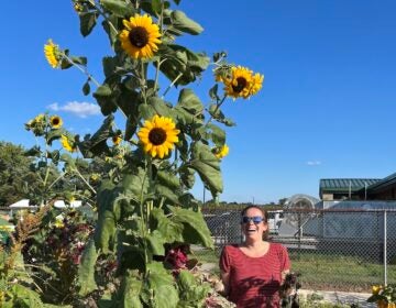 SNAC educator Maxine Middlebrook stands next to a very tall sunflower plant.