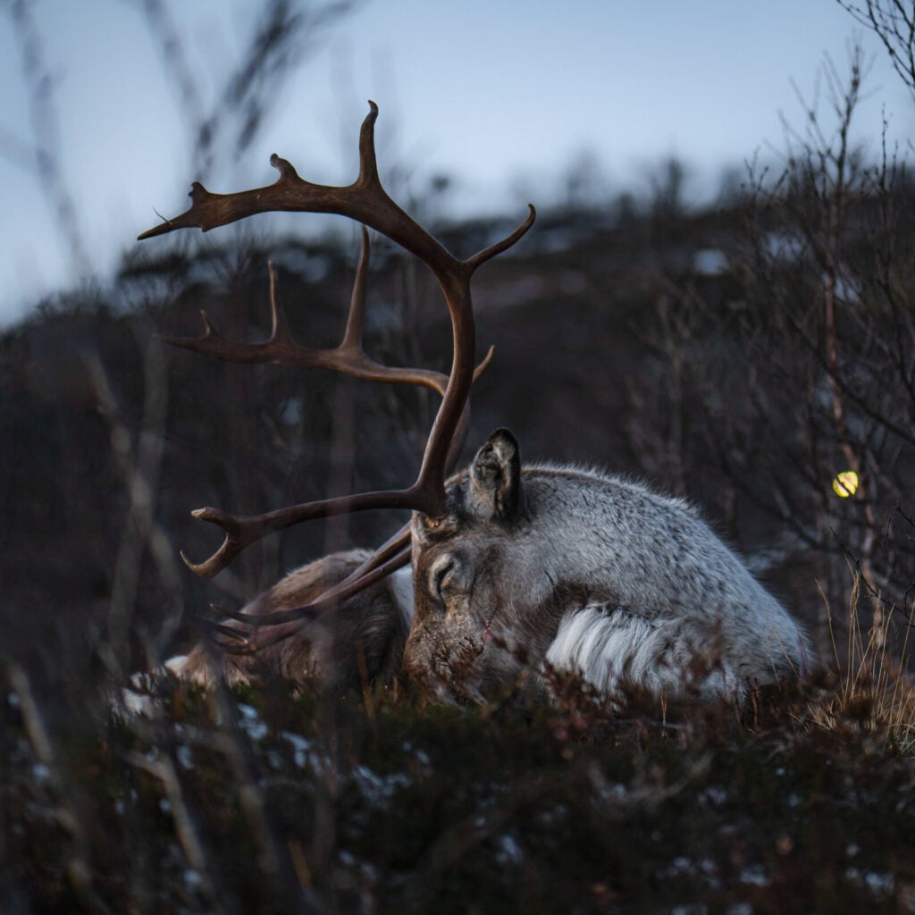 Sleeping as they ruminate allows reindeer to forage nearly all day long in summertime. 