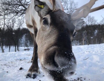 Scientist measured the brainwaves of cud-chewing reindeer, and found that they are similar to those of deep sleep.