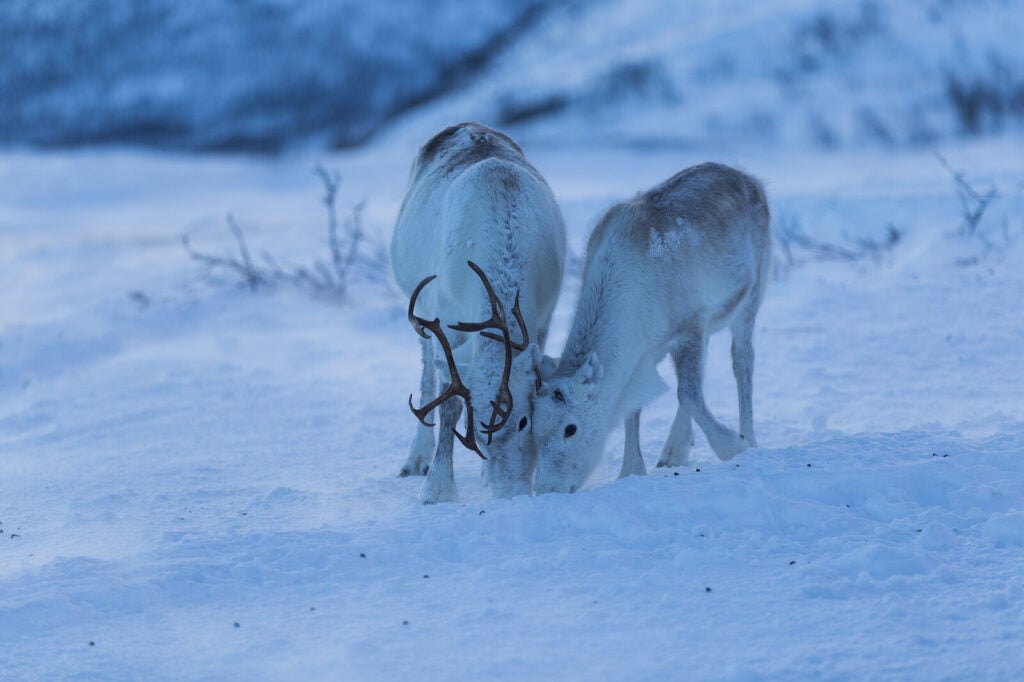 Reindeer seem to have adapted to their unique habitat, which gets extremes of light and darkness.