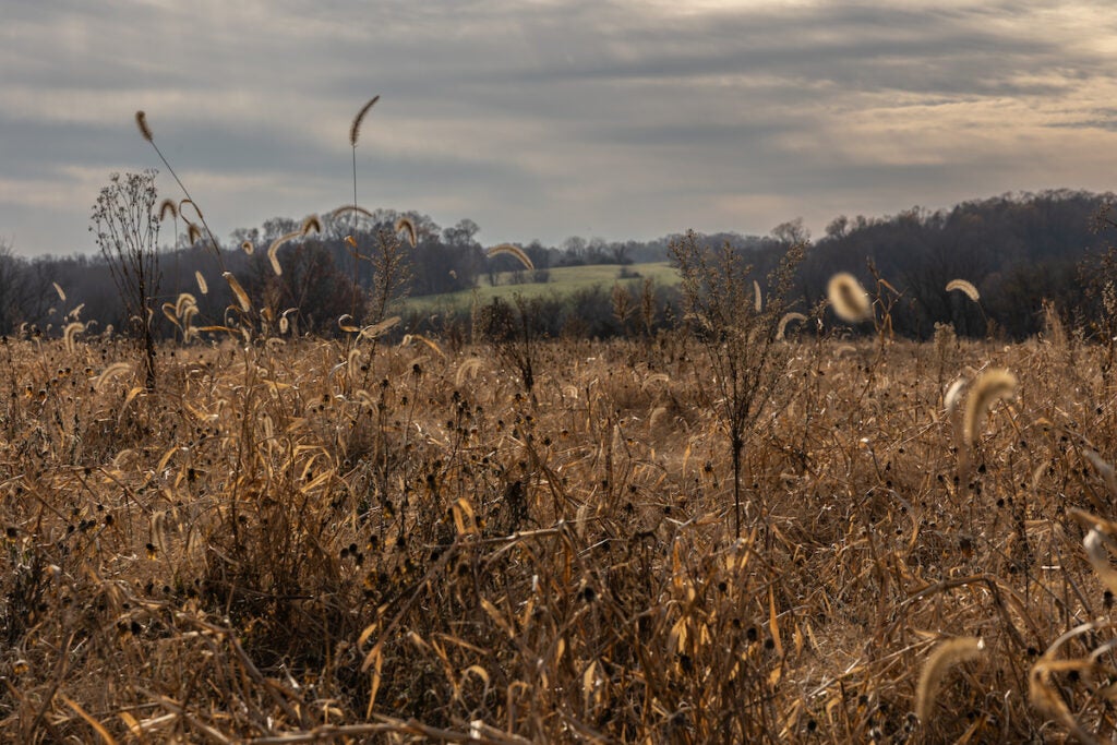 Tall grass in a field with trees and hills in the distance.