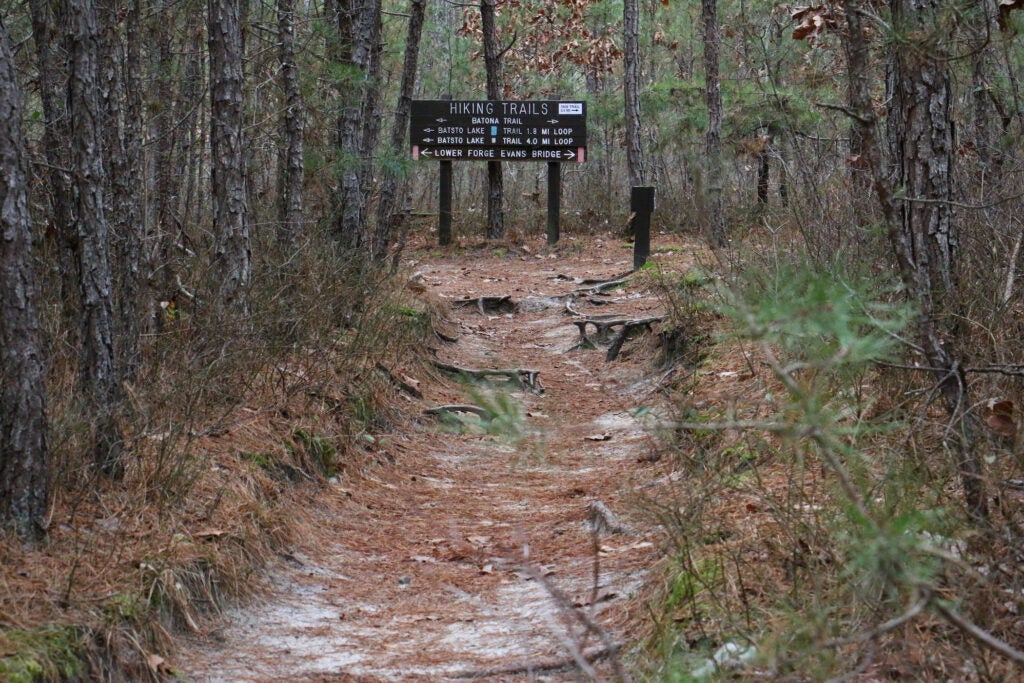 trail in the forest