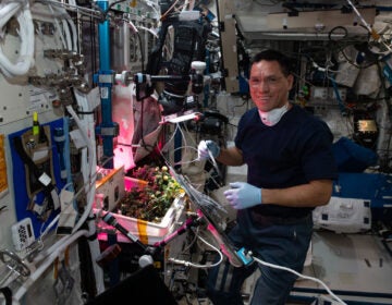 NASA astronaut Frank Rubio checks tomato plants growing inside the International Space Station for a space botany study. Koichi Wakata/Japan Aerospace Exploration Agency/NASA