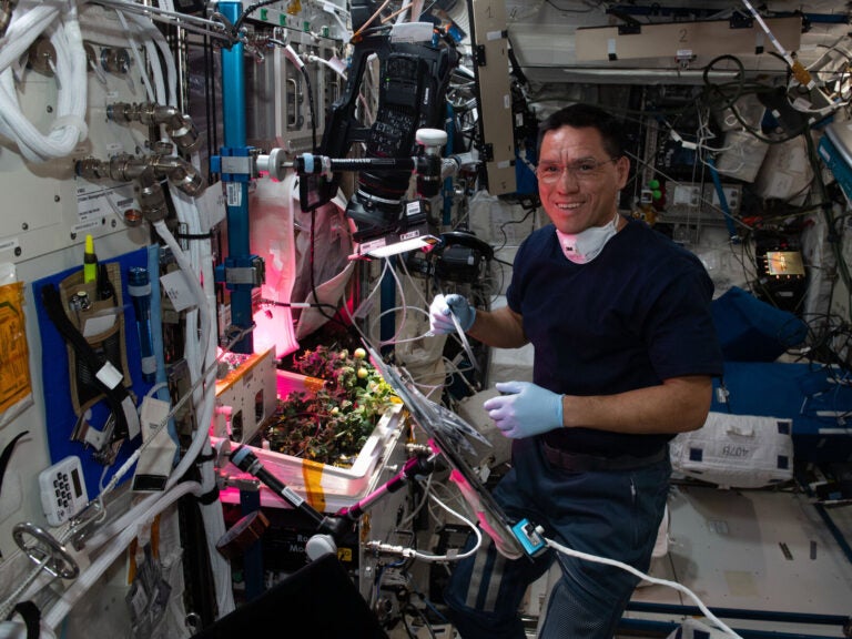 NASA astronaut Frank Rubio checks tomato plants growing inside the International Space Station for a space botany study. Koichi Wakata/Japan Aerospace Exploration Agency/NASA