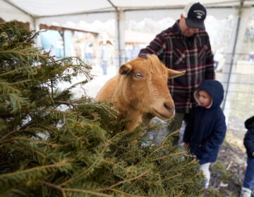 a goat standing by a Christmas tree, a man and two children