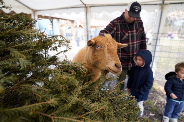 a goat standing by a Christmas tree, a man and two children