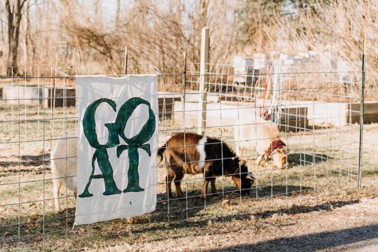 (Love You Too Photo/Courtesy of Philly Goat Project)