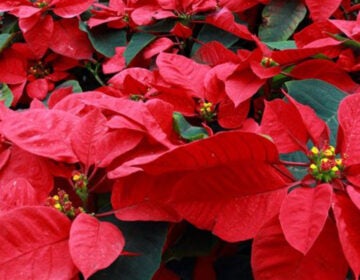 Poinsettia are among the holiday blooms seen at Bartram's Garden.