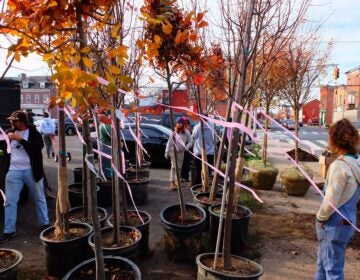 A total of 46 trees were planted along 6 different blocks. (Jay Watson/ New Jersey Conservation Foundation)