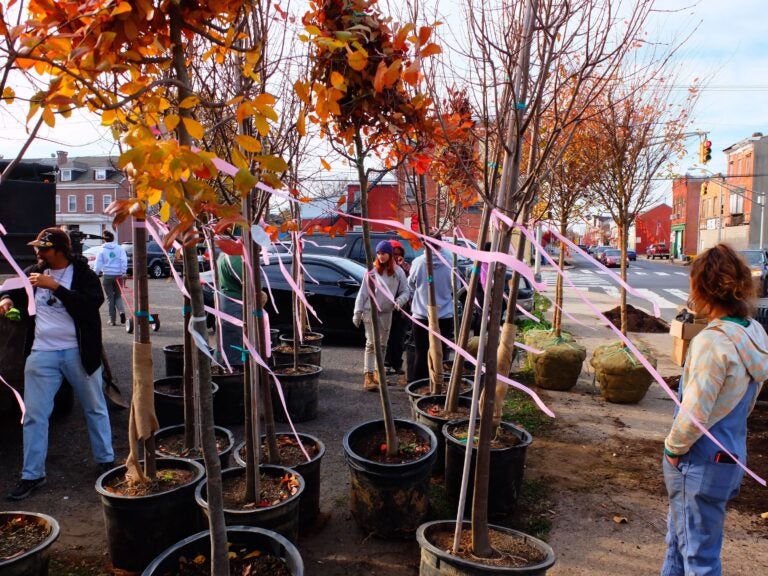 A total of 46 trees were planted along 6 different blocks. (Jay Watson/ New Jersey Conservation Foundation)