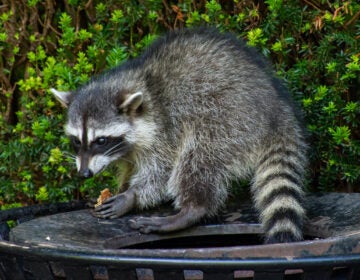 A raccoon on top of a trash can