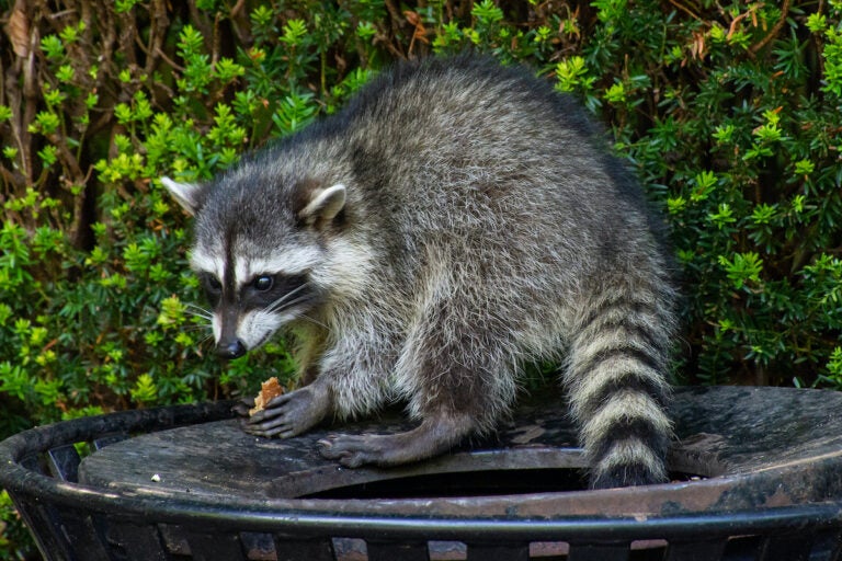 A raccoon on top of a trash can
