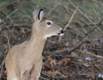 A deer in the woods