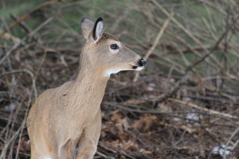 A deer in the woods