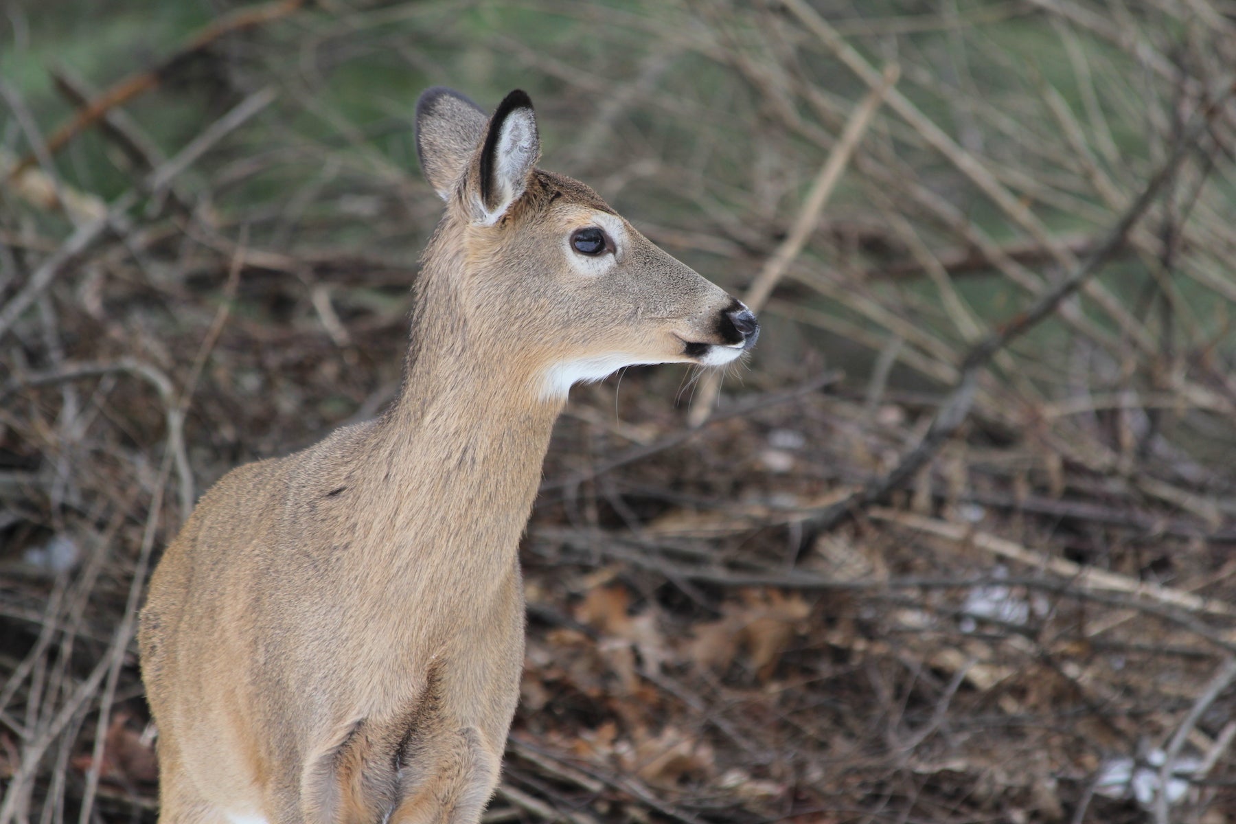 Pa. introduces new rules for hunters to limit the spread of ‘zombie deer disease.’ Here’s what to know
