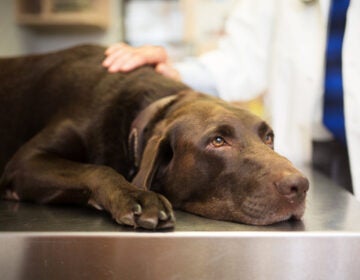 A dog lies on an examining table at the vet