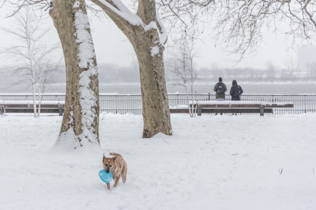 Ralph enjoys a game of frisbee in the snow at Penn Treaty Park during a snow storm on Jan. 19, 2024.