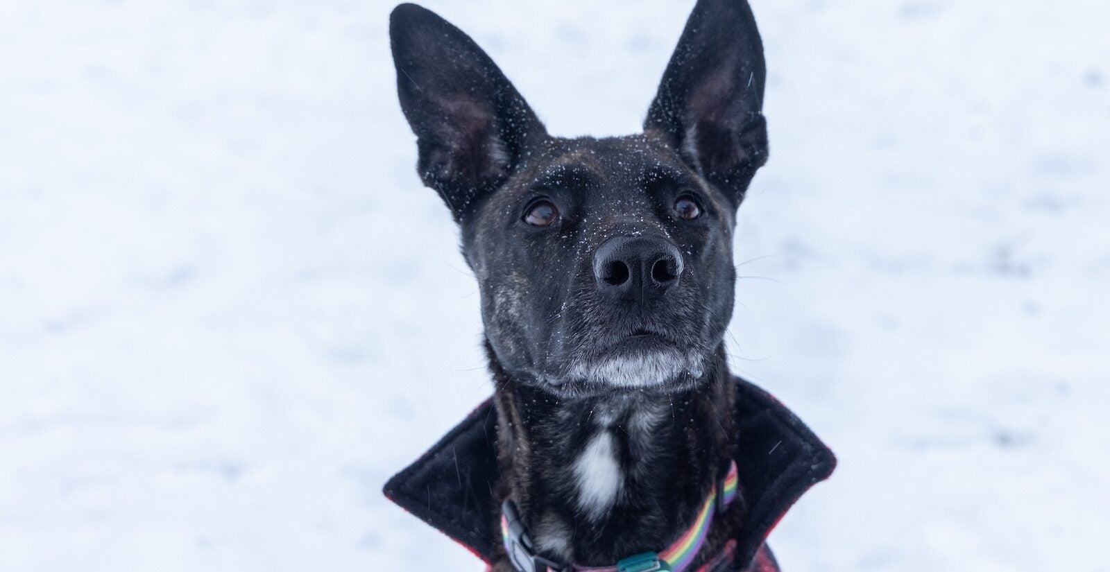 Cooper catches snowflakes at Penn Treaty park in Philadelphia during a snow storm on Jan. 19, 2024.