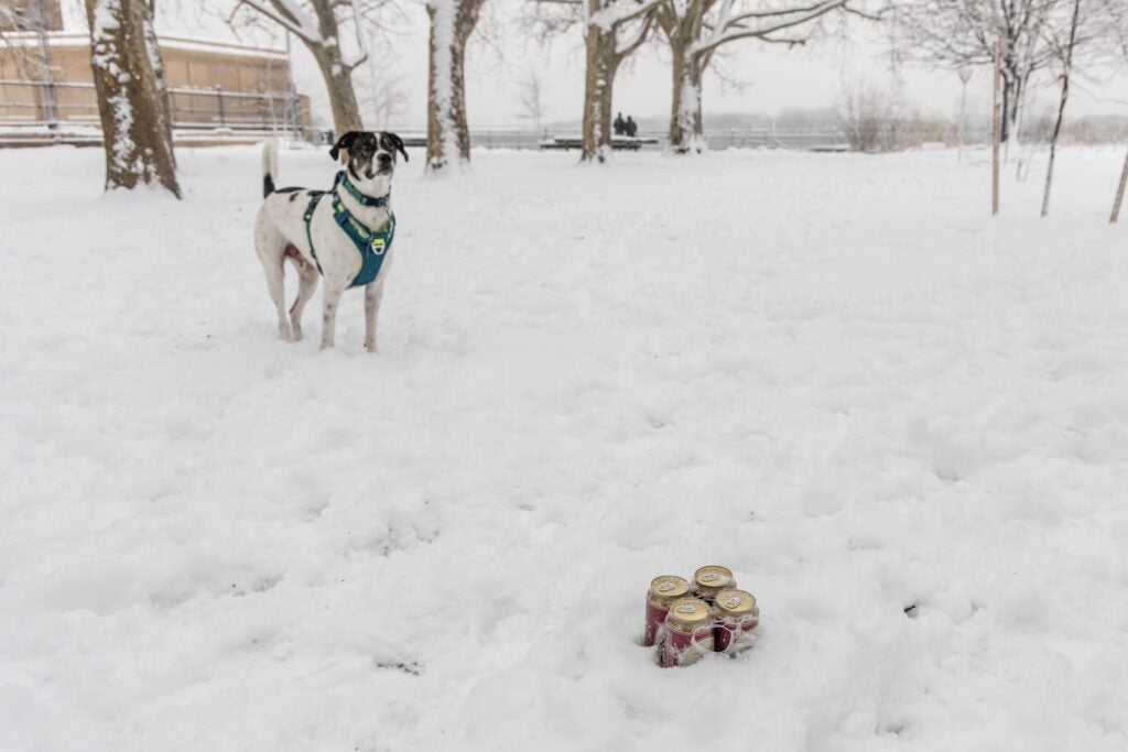 A dog and a six-pack of Yuengling lager are seen in the snow at Penn Treaty park
