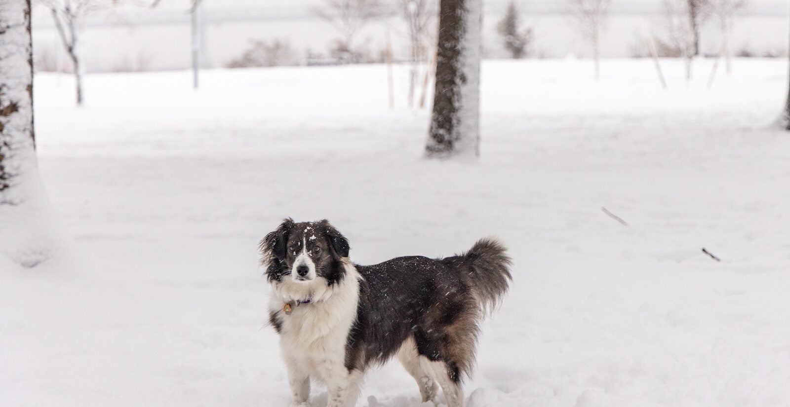 Georgia fixates on a stick while paying no mind to snow at Penn Treaty Park in Philadelphia during a snow storm on Jan. 19, 2024.