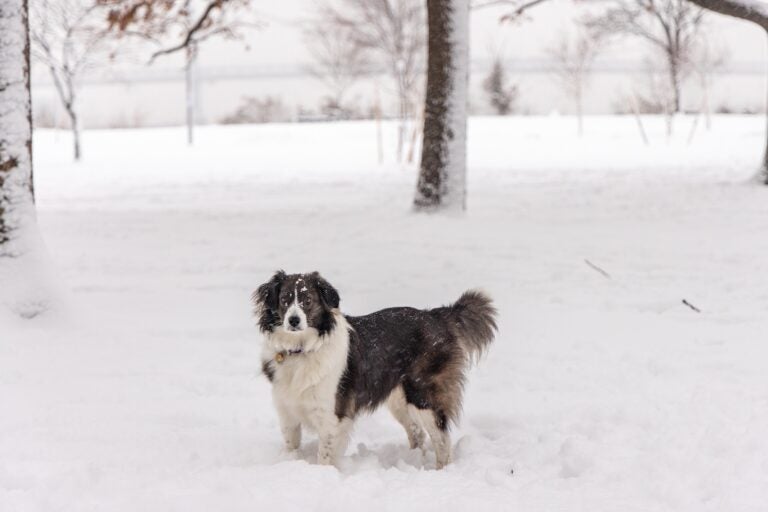 Georgia fixates on a stick while paying no mind to snow at Penn Treaty Park in Philadelphia during a snow storm on Jan. 19, 2024.