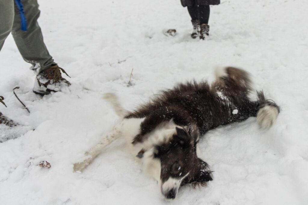 Georgia performs a perfect roll in the snow at Penn Treaty Park in Philadelphia during a snow storm on Jan. 19, 2024.