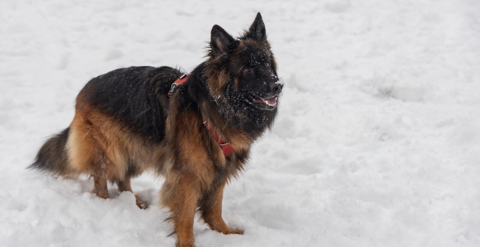 Kira anticipates the next snowball at Penn Treaty Park during a snow storm in Philadelphia on Jan. 19, 2024.