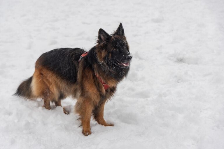 Kira anticipates the next snowball at Penn Treaty Park during a snow storm in Philadelphia on Jan. 19, 2024.