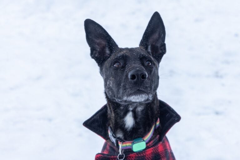 Cooper catches snowflakes at Penn Treaty park in Philadelphia during a snow storm on Jan. 19, 2024.