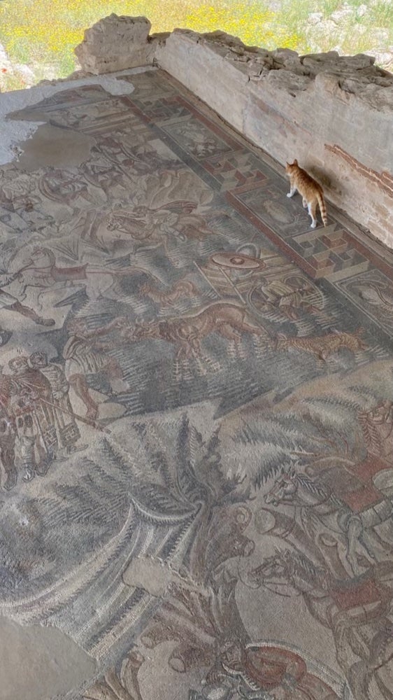 A cat walks on an ancient Roman mosaic.