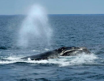 File photo: A North Atlantic right whale surfaces on Cape Cod Bay, in Massachusetts, on March 27, 2023.