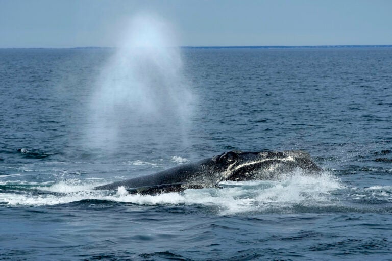 File photo: A North Atlantic right whale surfaces on Cape Cod Bay, in Massachusetts, on March 27, 2023.